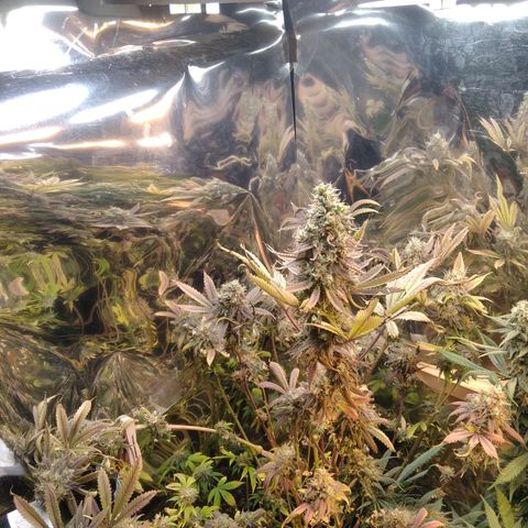 Runtz growlog timeline photo