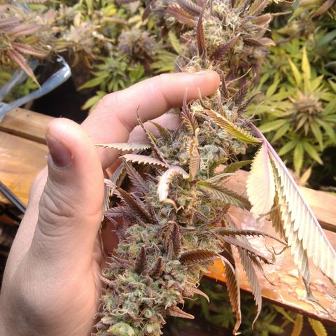 Runtz growlog timeline photo