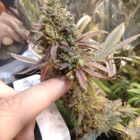 Runtz growlog timeline photo