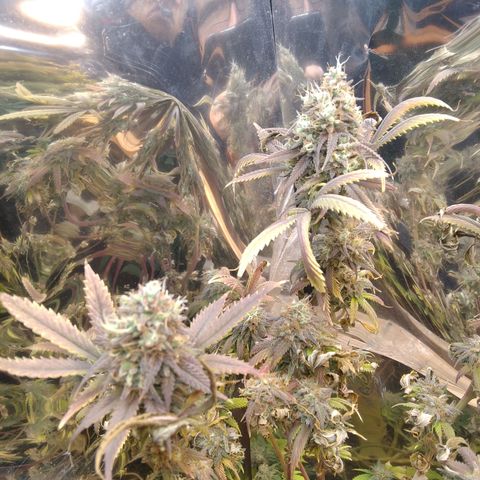 Runtz growlog timeline photo