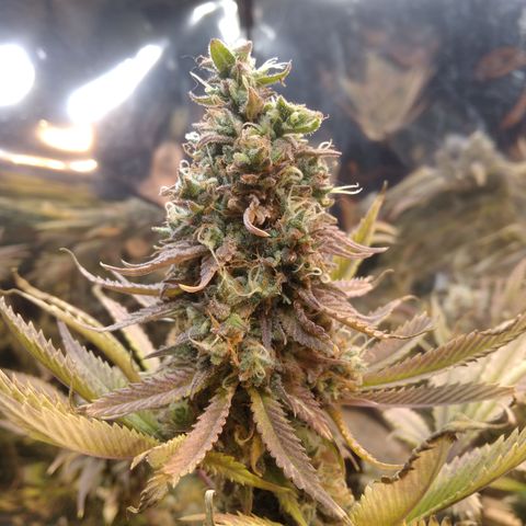 Runtz growlog timeline photo