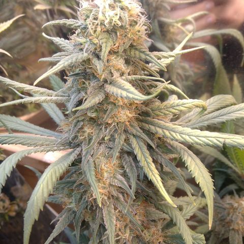 Hawaiann Snow growlog timeline photo