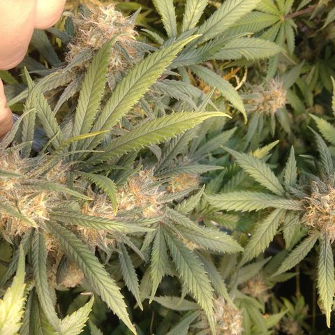 Hawaiann Snow growlog timeline photo
