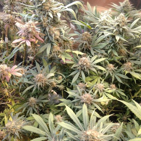 Hawaiann Snow growlog timeline photo