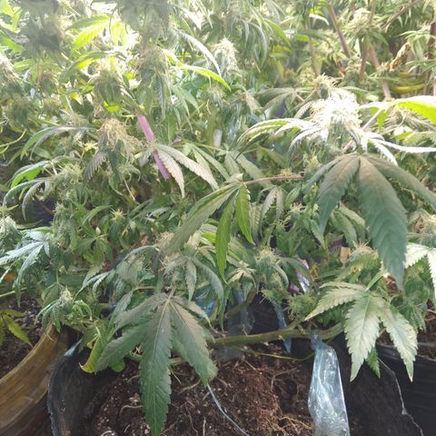 Ghost OG  growlog timeline photo
