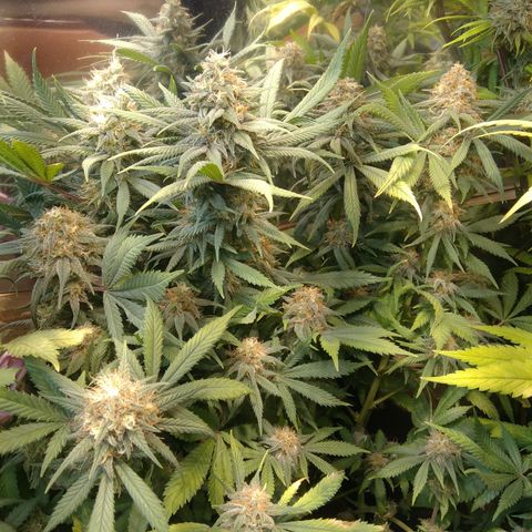 Hawaiann Snow growlog timeline photo