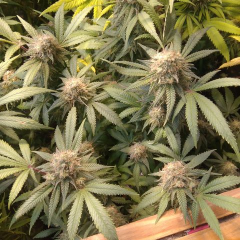 Ghost OG  growlog timeline photo