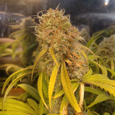 Orange Cake  #1 growlog timeline photo