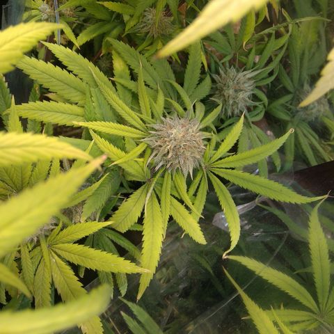 Orange Cake  #1 growlog timeline photo