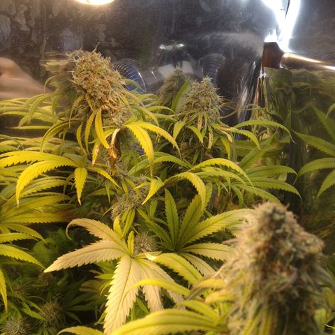 Orange Cake  #1 growlog timeline photo