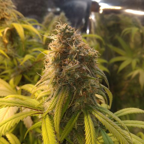 Orange Cake  #1 growlog timeline photo