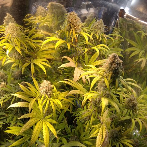 Orange Cake  #1 growlog timeline photo
