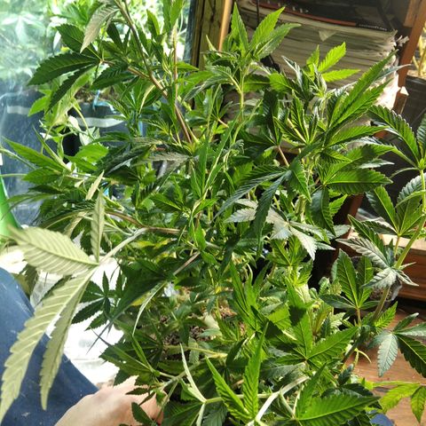Orange Cake #2 growlog timeline photo