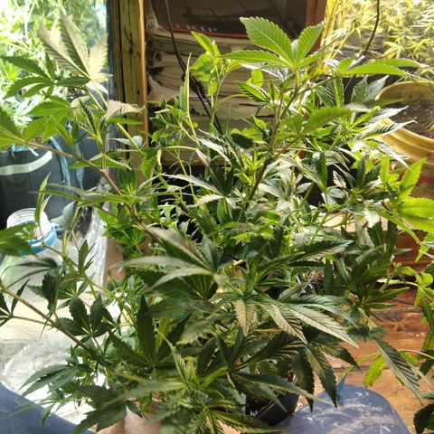 Orange Cake #2 growlog timeline photo