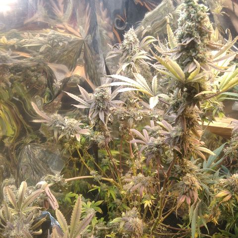 Runtz growlog timeline photo