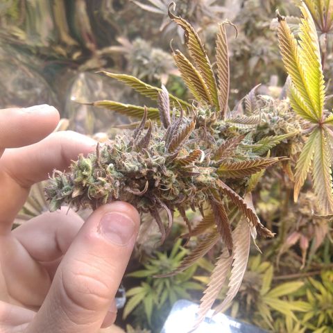 Runtz growlog timeline photo