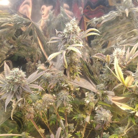 Runtz growlog timeline photo