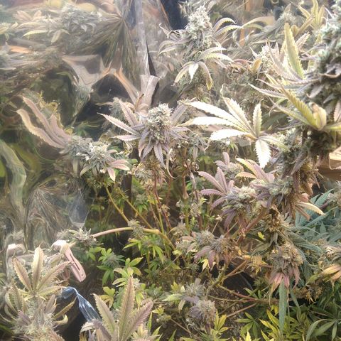 Runtz growlog timeline photo