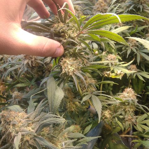 Hawaiann Snow growlog timeline photo