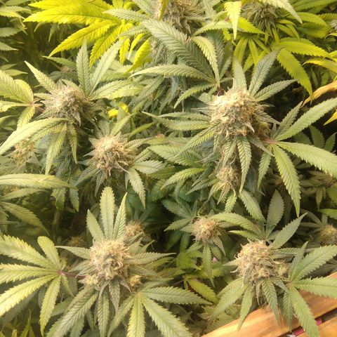 Ghost OG  growlog timeline photo