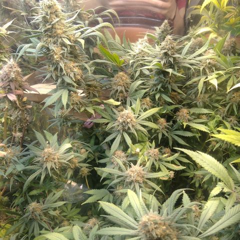 Hawaiann Snow growlog timeline photo