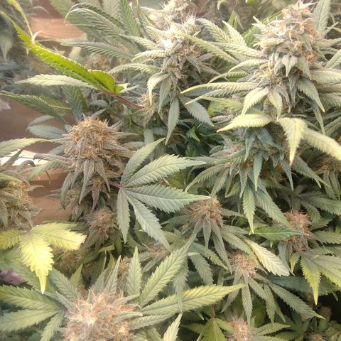 Hawaiann Snow growlog timeline photo