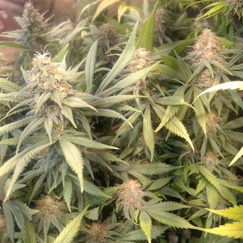 Hawaiann Snow growlog timeline photo