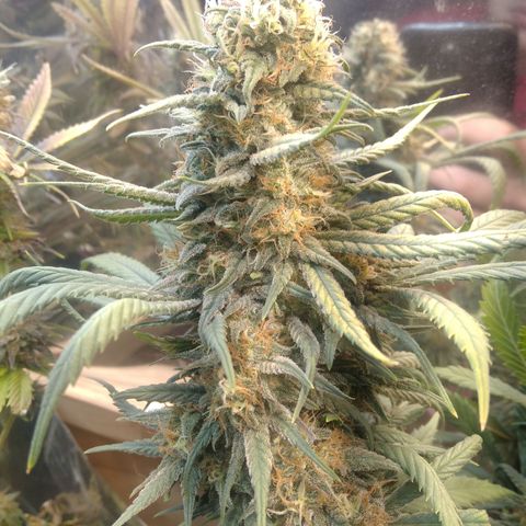 Hawaiann Snow growlog timeline photo