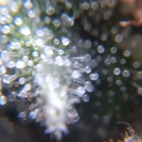 Orange Cake  #1 growlog timeline photo
