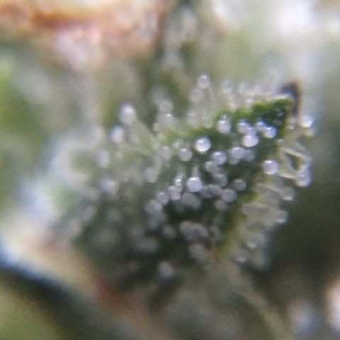 Orange Cake  #1 growlog timeline photo
