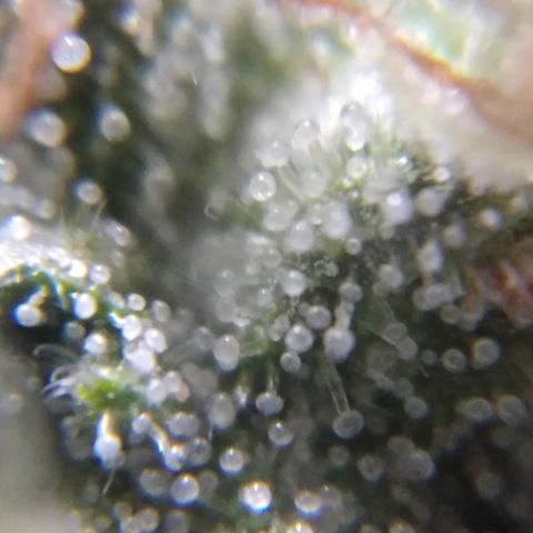 Orange Cake  #1 growlog timeline photo