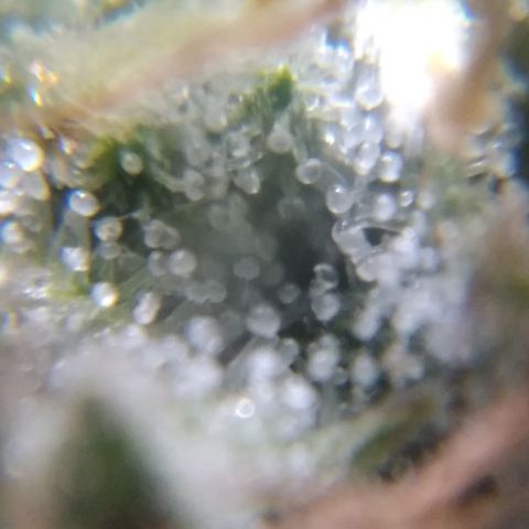 Orange Cake  #1 growlog timeline photo