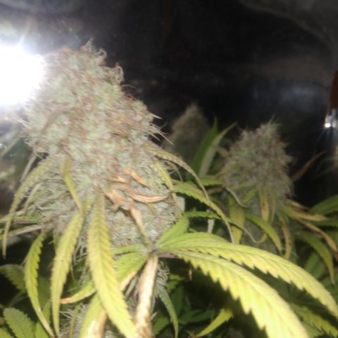 Orange Cake  #1 growlog timeline photo