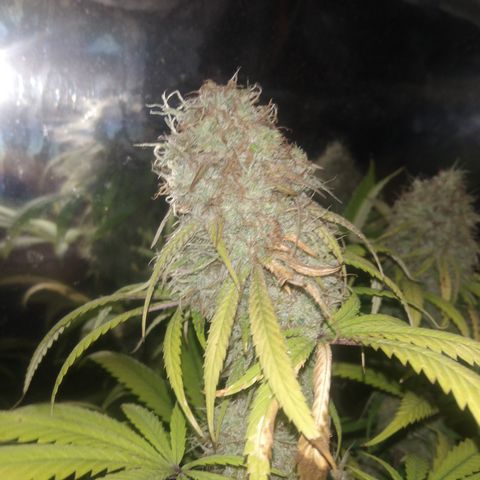 Orange Cake  #1 growlog timeline photo