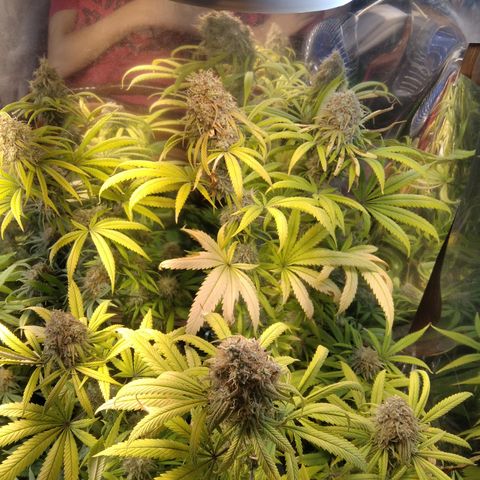Orange Cake  #1 growlog timeline photo