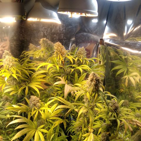 Orange Cake  #1 growlog timeline photo