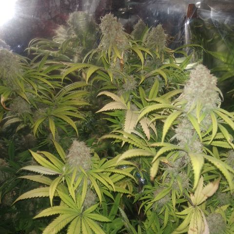 Orange Cake  #1 growlog timeline photo