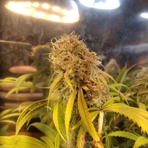 Orange Cake  #1 growlog timeline photo