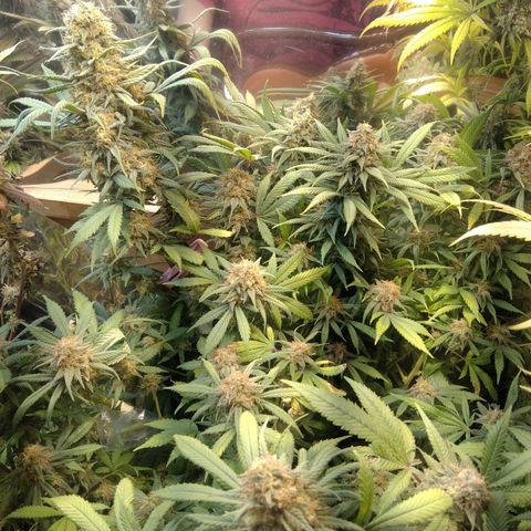 Hawaiann Snow growlog timeline photo
