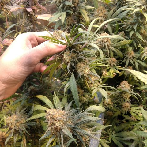 Hawaiann Snow growlog timeline photo