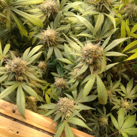 Ghost OG  growlog timeline photo