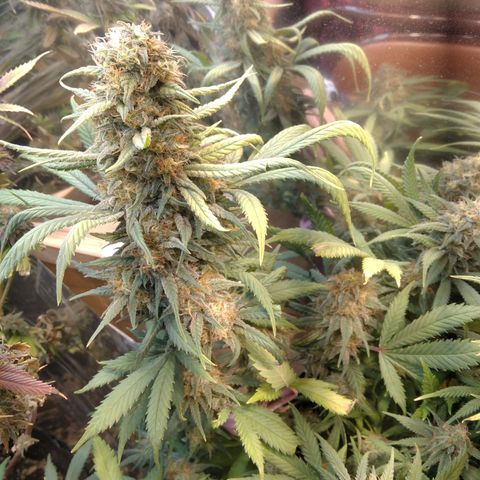 Hawaiann Snow growlog timeline photo
