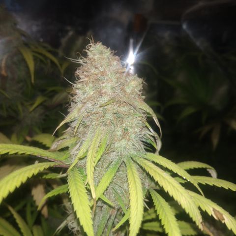 Orange Cake  #1 growlog timeline photo