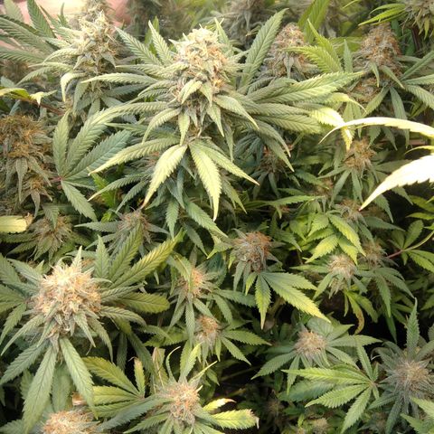 Hawaiann Snow growlog timeline photo
