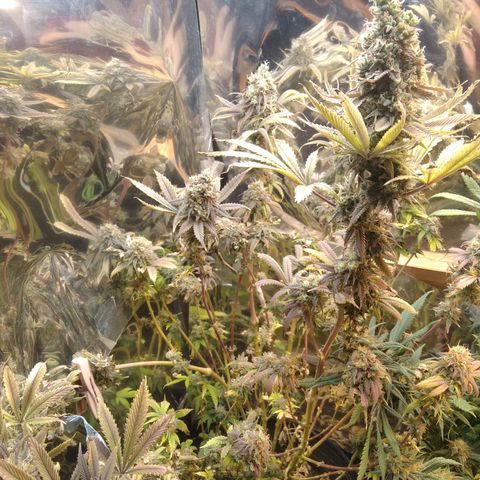Runtz growlog timeline photo