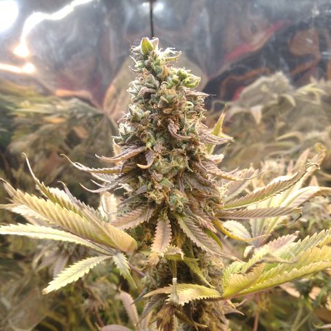 Runtz growlog timeline photo