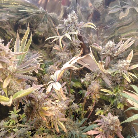 Runtz growlog timeline photo