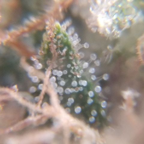 Orange Cake  #1 growlog timeline photo
