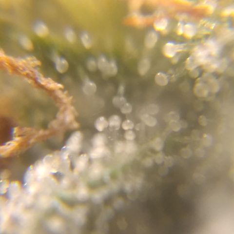 Orange Cake  #1 growlog timeline photo