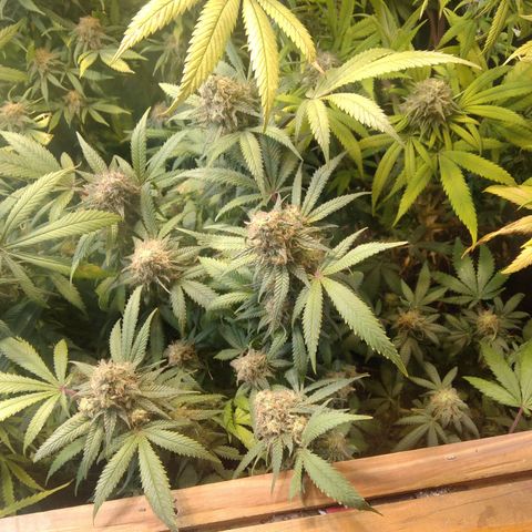 Ghost OG  growlog timeline photo